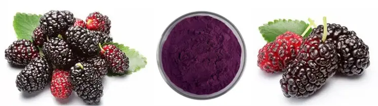 Freeze-Dried Mulberry Powder