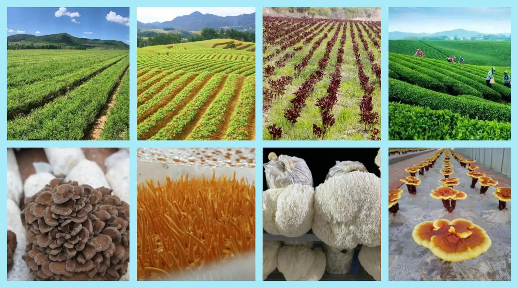 Our Raw Materials