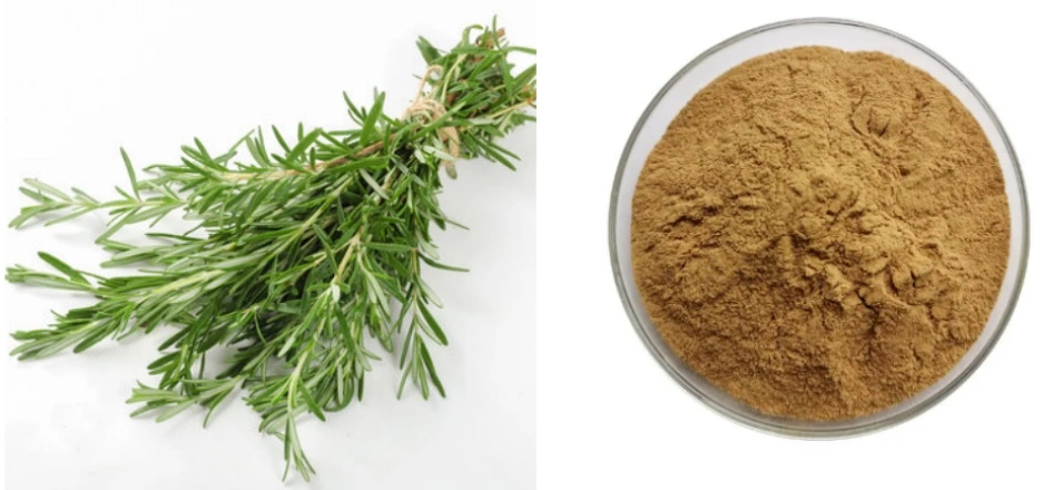 Rosemary Extract Powder