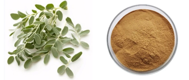 Thyme Extract Powder Thyme Extract Powder