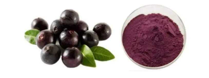 Acai Berry Powder Acai Berry Powder