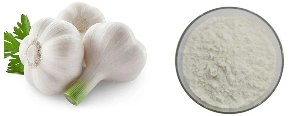 Garlic Extract Powder