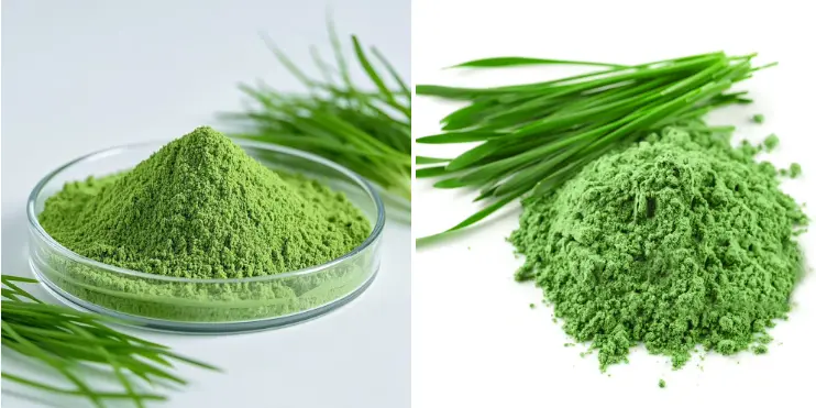 Wheat Grass Juice Powder Bulk