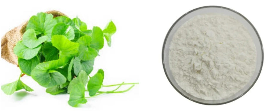 Centella Asiatica Extract Powder Centella Asiatica Extract Powder