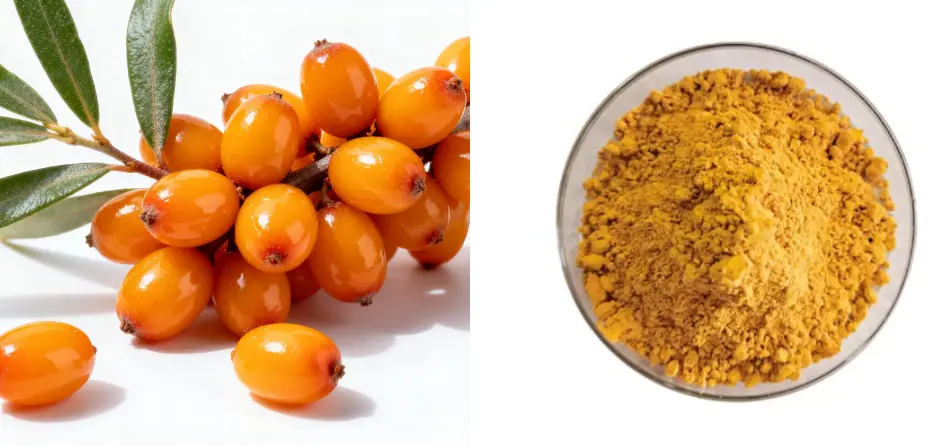 Sea Buckthorn Powder Sea Buckthorn Powder