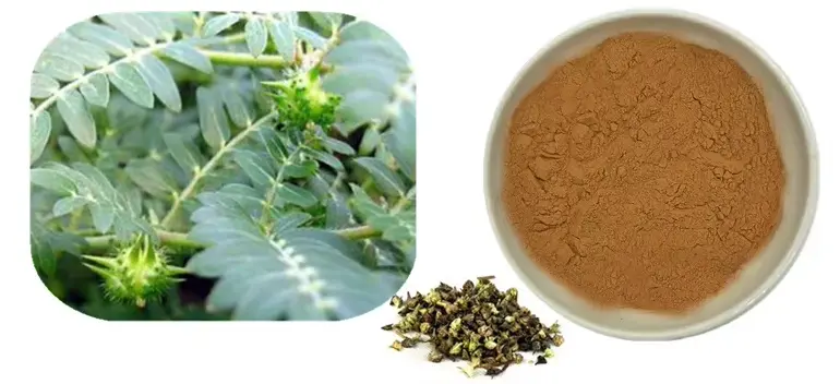Tribulus Terrestris Extract Powder Tribulus Terrestris Extract Powder