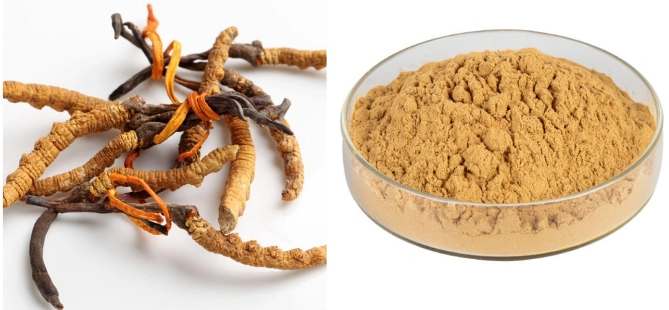 Cordyceps Militaris Extract Powder