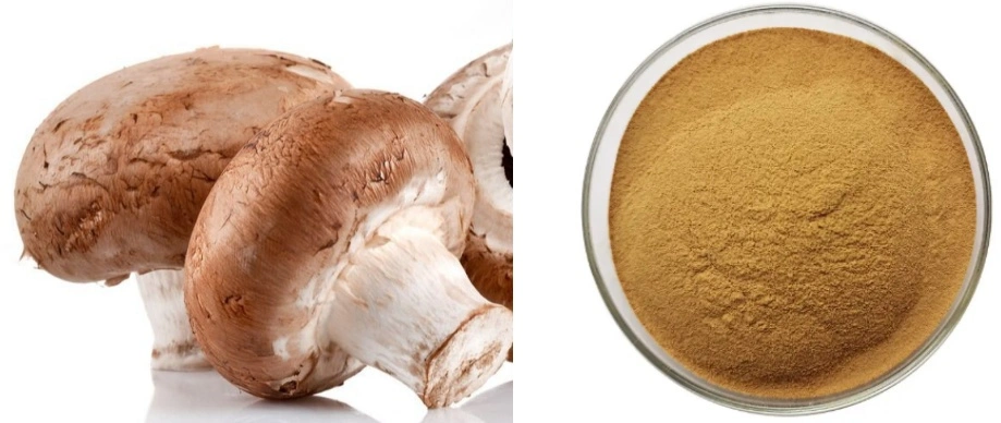 Shiitake Mushroom Extract Powder