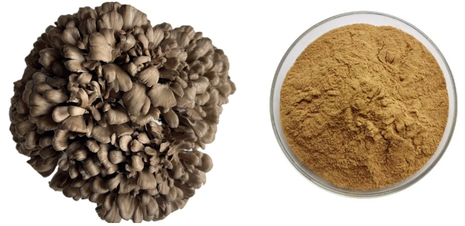 Maitake Mushroom Extract Powder Maitake Mushroom Extract Powder