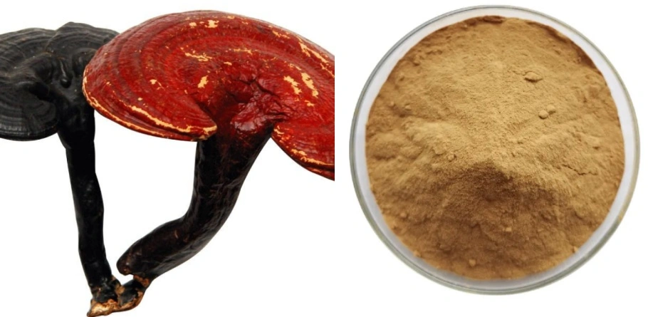 Reishi Mushroom Extract Powder