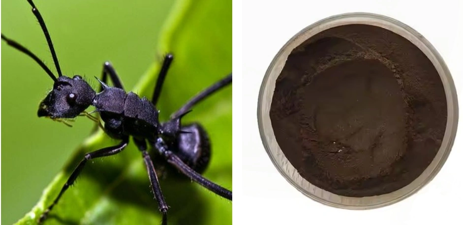 Black Ant Extract Powder
