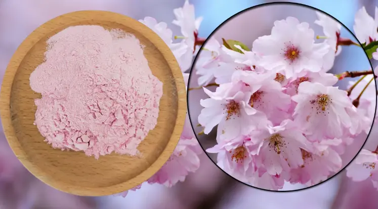 Sakura Flower Extract Powder