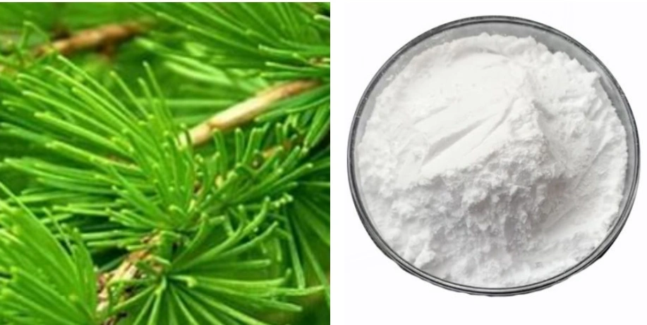 Taxifolin Powder