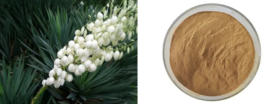Bulk Yucca Extarct Popwder