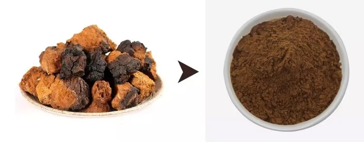  Chaga Mushroom Extract Powder