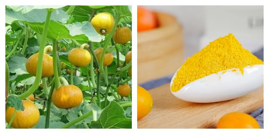 Pumpkin Powder